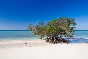 Jour 6 : Excursion vers Cayo Jutias